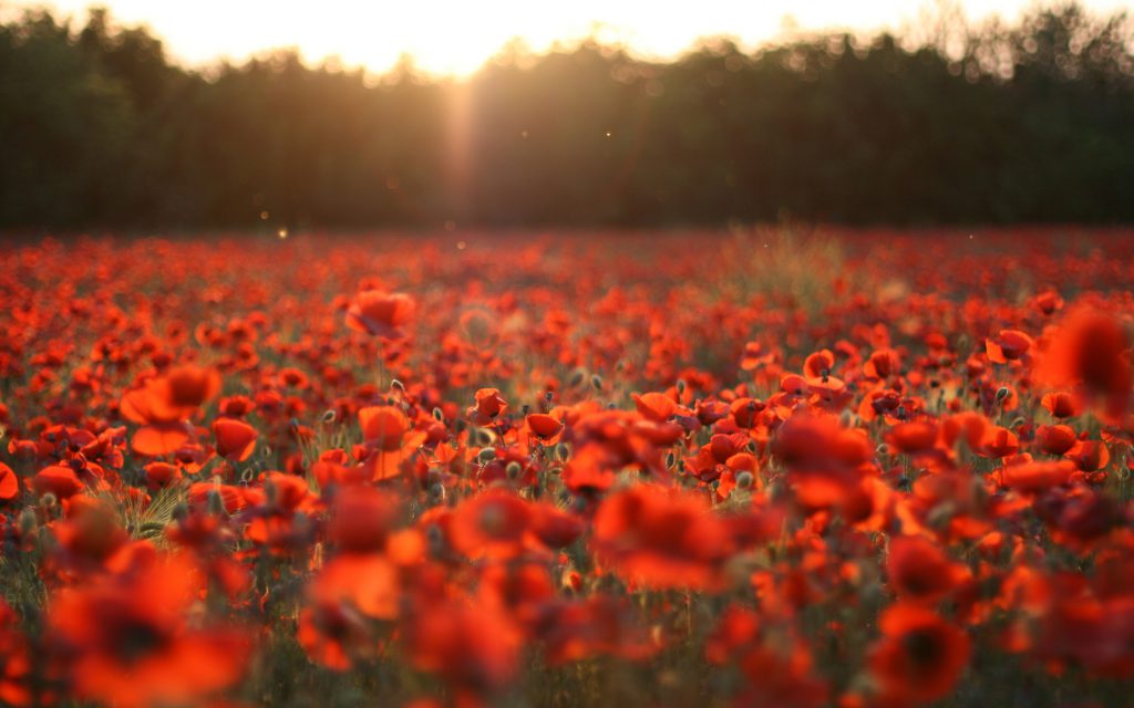 Remembrance Sunday 12th November in 2023